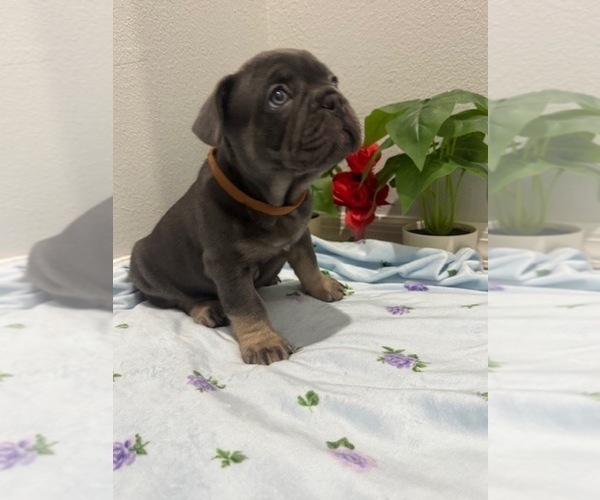 Medium Photo #13 French Bulldog Puppy For Sale in TAMPA, FL, USA