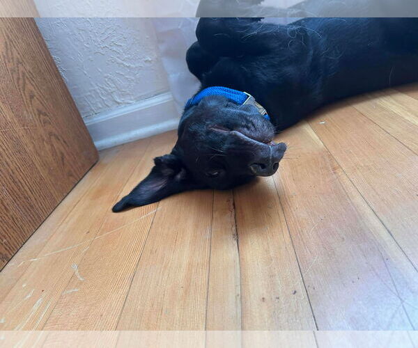 Medium Photo #5 Labrador Retriever-Unknown Mix Puppy For Sale in Sandy, UT, USA