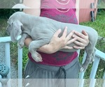 Small #18 Great Dane