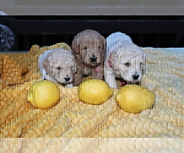 Medium Photo #62 Goldendoodle Puppy For Sale in TIMBERLAKE, NC, USA