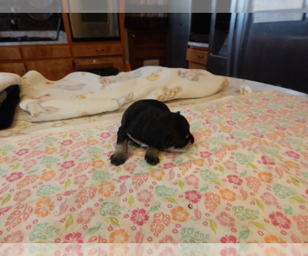 Medium Photo #4 Schnauzer (Miniature) Puppy For Sale in ROCKINGHAM, NC, USA