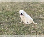 Small Photo #3 Labrador Retriever Puppy For Sale in SPRINGFIELD, MO, USA