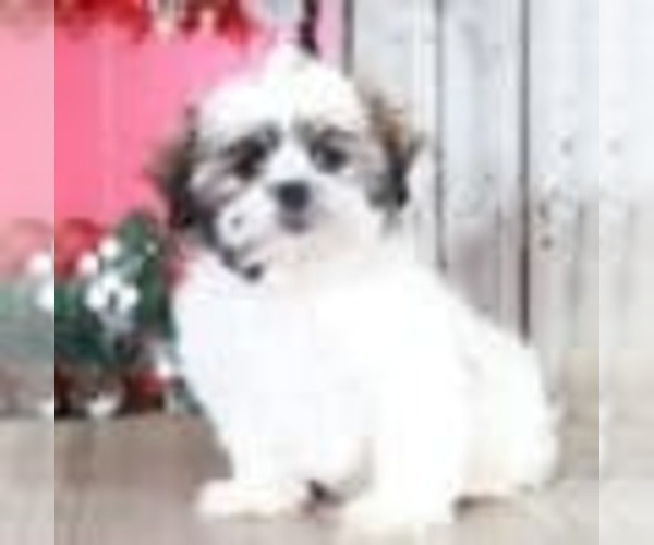 Medium Photo #1 ShihPoo Puppy For Sale in MOUNT VERNON, OH, USA