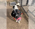 OREO - Male Catahoula Leopard Dog-Unknown Mix Dog for Adoption - Small photo
