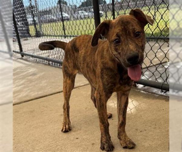 Medium Photo #3 American Pit Bull Terrier-Unknown Mix Puppy For Sale in Tulsa, OK, USA