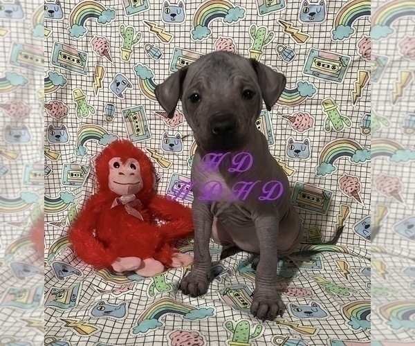Medium Photo #12 Xoloitzcuintli (Mexican Hairless) Puppy For Sale in BRIDGEVILLE, CA, USA