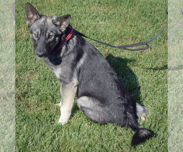 Medium Photo #2 Norwegian Elkhound Puppy For Sale in Huntley, IL, USA