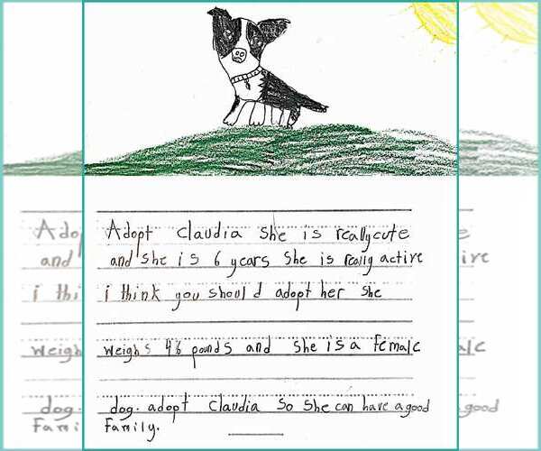 Medium Photo #23 Mutt Puppy For Sale in Kennesaw, GA, USA