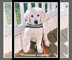 Small Photo #23 English Cream Golden Retriever Puppy For Sale in PRINCETON, WV, USA