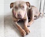 Small #1 Mutt
