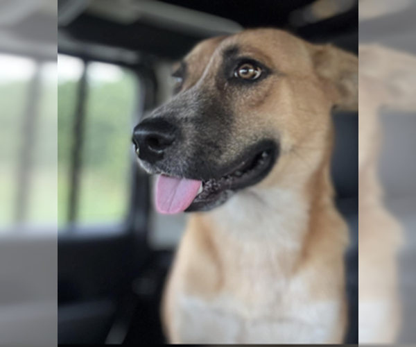 Medium Photo #6 German Shepherd Dog-Unknown Mix Puppy For Sale in Sheboygan, WI, USA