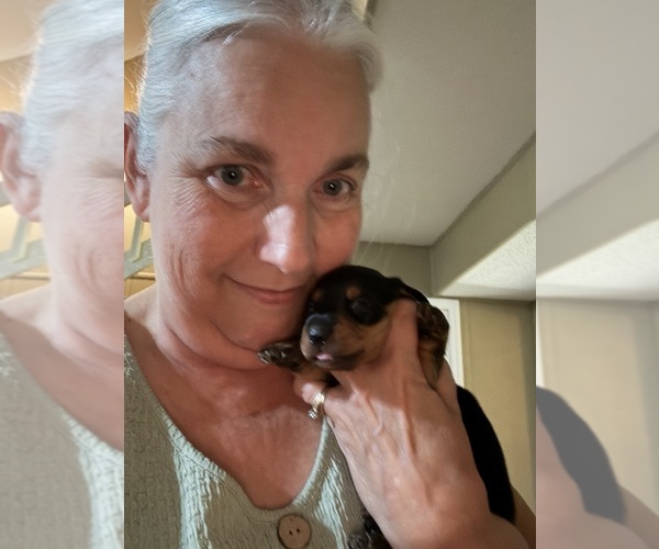 Medium Photo #7 Dachshund Puppy For Sale in DOTHAN, AL, USA