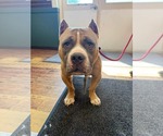 Small #2 American Pit Bull Terrier Mix