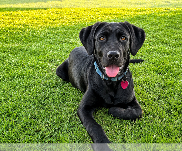 Medium Photo #4 Labrador Retriever Puppy For Sale in Clovis, CA, USA