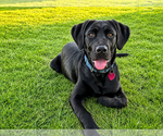 Small #3 Labrador Retriever