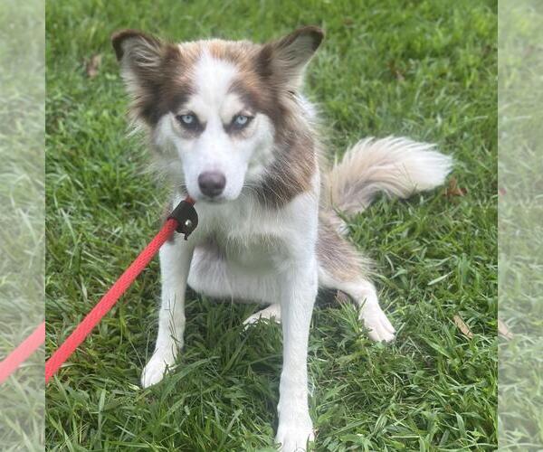 Medium Photo #4 Huskies -Unknown Mix Puppy For Sale in Yardley, PA, USA