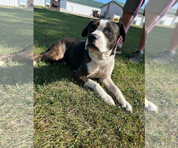 Medium Photo #2 Bulldog-Unknown Mix Puppy For Sale in Germantown, OH, USA
