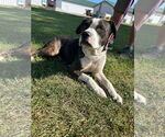 Small #1 Bulldog Mix