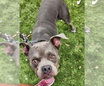 Small #9 American Staffordshire Terrier Mix