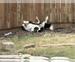 Small Photo #4 Border Collie Puppy For Sale in Dallas, TX, USA