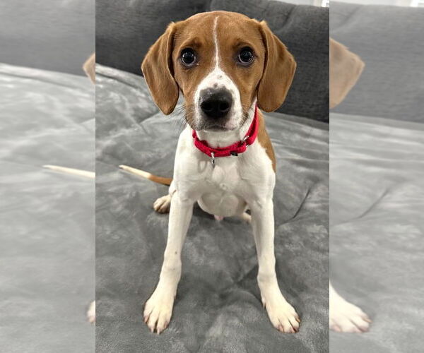 Medium Photo #3 Beagle Puppy For Sale in Dunnellon, FL, USA