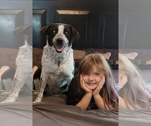 Miss Molly - Female German Shorthaired Pointer Dog for Adoption - Photo #3
