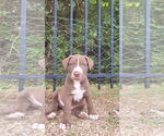Small #13 American Pit Bull Terrier-Huskies  Mix