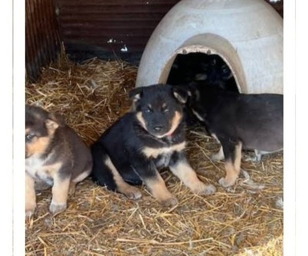 Medium Photo #1 Australian Cattle Dog Puppy For Sale in AUGUSTA, WI, USA