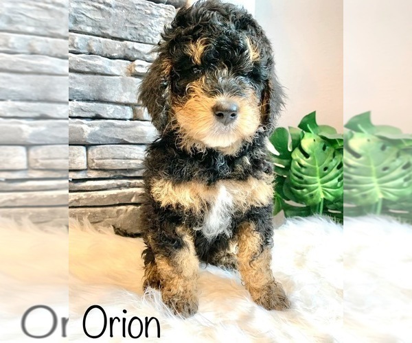 Full screen Photo #1 Miniature Bernedoodle Puppy For Sale in MORRIS, MN, USA