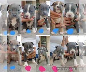 American Bully Puppy for sale in AKRON, OH, USA