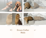 Puppy Green collar Golden Retriever