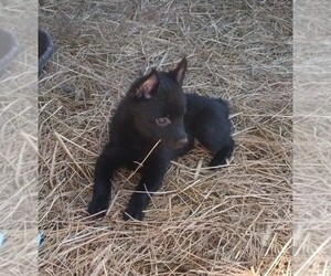 Schipperke Puppy for sale in FOUNTAIN INN, SC, USA