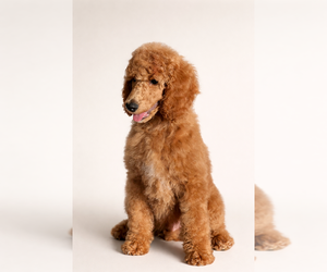Poodle (Standard) Puppy for sale in MODESTO, CA, USA