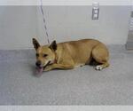 Small American Pit Bull Terrier-German Shepherd Dog Mix