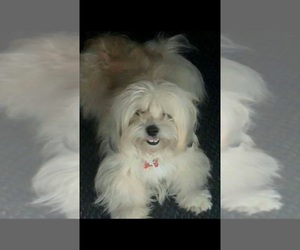 Mother of the Lhasa Apso puppies born on 08/13/2025