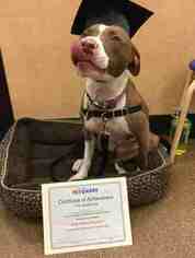 American Pit Bull Terrier-Pointer Mix Dogs for adoption in DENVER, CO, USA