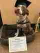 Small Photo #1 American Pit Bull Terrier-Pointer Mix Puppy For Sale in DENVER, CO, USA