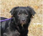 Small #1 Retriever  Mix