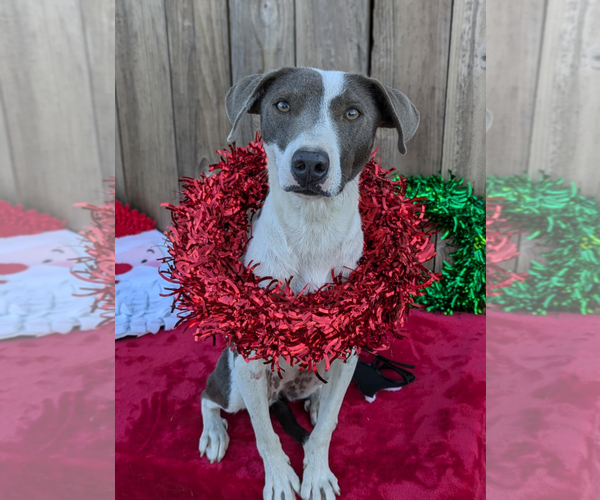 Medium Photo #2 Mutt Puppy For Sale in Fresno, CA, USA