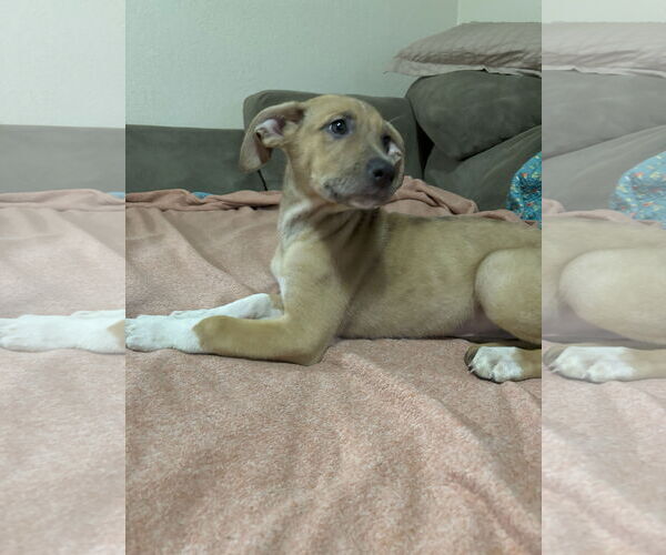 Medium Photo #3 Shepradors Puppy For Sale in McKinney, TX, USA