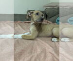 Small #2 Shepradors