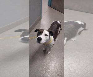 American Pit Bull Terrier-Unknown Mix Dogs for adoption in Las Vegas, NV, USA