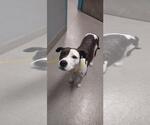 Small American Pit Bull Terrier Mix