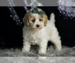 Small Photo #125 Maltipoo (Miniature) Puppy For Sale in WARSAW, IN, USA