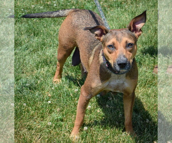 Medium Photo #2 Boxweiler Puppy For Sale in Huntley, IL, USA