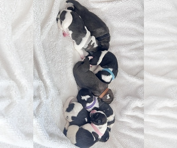 Medium Photo #17 Akita Puppy For Sale in TEHACHAPI, CA, USA