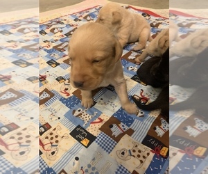 Labrador Retriever Puppy for sale in MERCER, PA, USA
