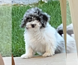 Poodle (Toy) Puppy for sale in BRODHEAD, WI, USA