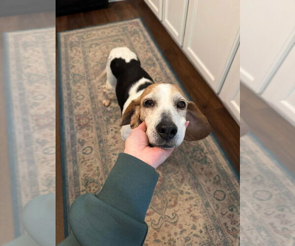 Medium Photo #3 Beagle Puppy For Sale in Evansville, IN, USA