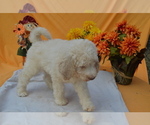 Small Photo #3 Poodle (Standard) Puppy For Sale in COVINGTON, GA, USA